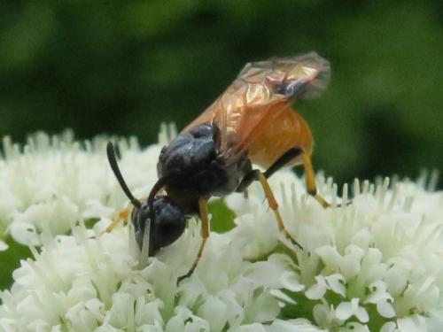 Arge melanochra
