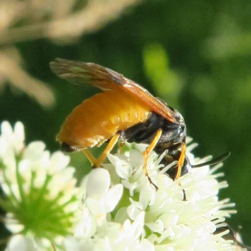 Arge melanochra