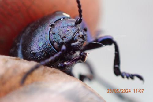 Timarcha goettingensis