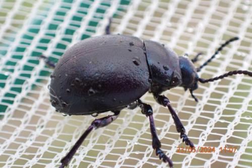 Réf. 343 668 : Timarcha goettingensis