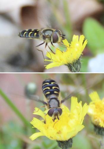 Réf. 343 959 : Scaeva selenitica