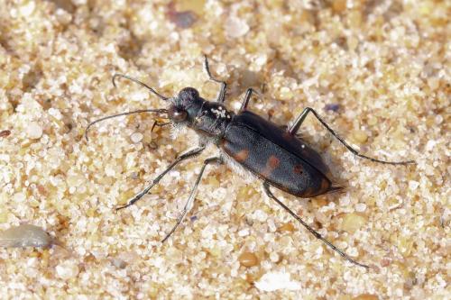 Réf. 343 330 : Calomera littoralis