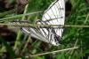 343011 – Photo : Gerard VIGO – France (45)