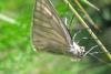 343010 – Photo : Gerard VIGO – France (45)