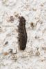 343185 – Photo : Alexis Ponnet – France (36)