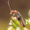 343749 – Photo : Damien GRILLIERE – France (15)