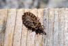 343514 – Photo : Guillaume Huot-Marchand – France (88)