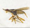 343056 – Photo : Bernard Perthuis – Guyane française
