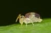 343333 – Photo : Denis Poirier – France (74)