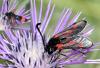 343274 – Photo : Michel Mathieu – France (34)