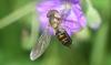 343556 – Photo : Numayta – France (68)