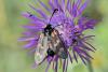 343581 – Photo : Michel Mathieu – France (34)