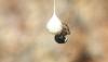 343644 – Photo : Numayta – France (68)