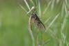 343872 – Photo : Numayta – France (68)