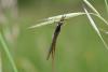 343873 – Photo : Numayta – France (68)