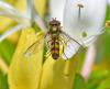343871 – Photo : Oryctes – France (59)
