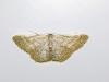Idaea subsericeata