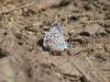 343684 – Photo : Philippe Fourtier – France (06)