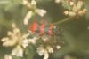 Trichodes alvearius