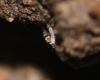 343508 – Photo : Merlin HUMBERT – France (77)