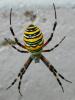 343735 – Photo : Bobabar – France (75)