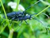 343076 – Photo : Bobabar – France (44)