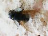 343773 – Photo : Bobabar – France (95)