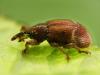343033 – Photo : Cédric Mondy – France (68)