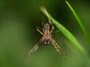 343483 – Photo : Cédric Mondy – France (68)