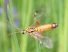343862 – Photo : Catherine Reymonet-Smitten – France (19)