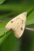 343901 – Photo : J.Ygnard – France (77)