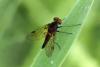 343803 – Photo : J.Ygnard – France (77)