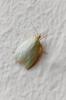 343719 – Photo : patrick derennes – France (44)