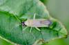 343260 – Photo : Jean-Michel GAREL – France (89)