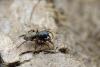 343930 – Photo : Marc Solari – France (68)