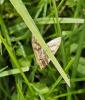 343740 – Photo : Daniel Philippe – France (47)