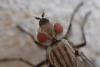343520 – Photo : rainette – France (88)