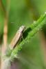 343786 – Photo : BourrinOman – France (83)