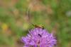 343787 – Photo : BourrinOman – France (83)