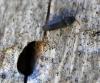 343251 – Photo : Bernard Mallet – France (38)