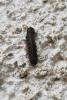 343130 – Photo : Alexis Ponnet – France (36)