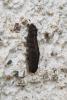 343129 – Photo : Alexis Ponnet – France (36)