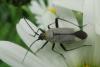 343869 – Photo : Hélène LAVIRON – France (31)