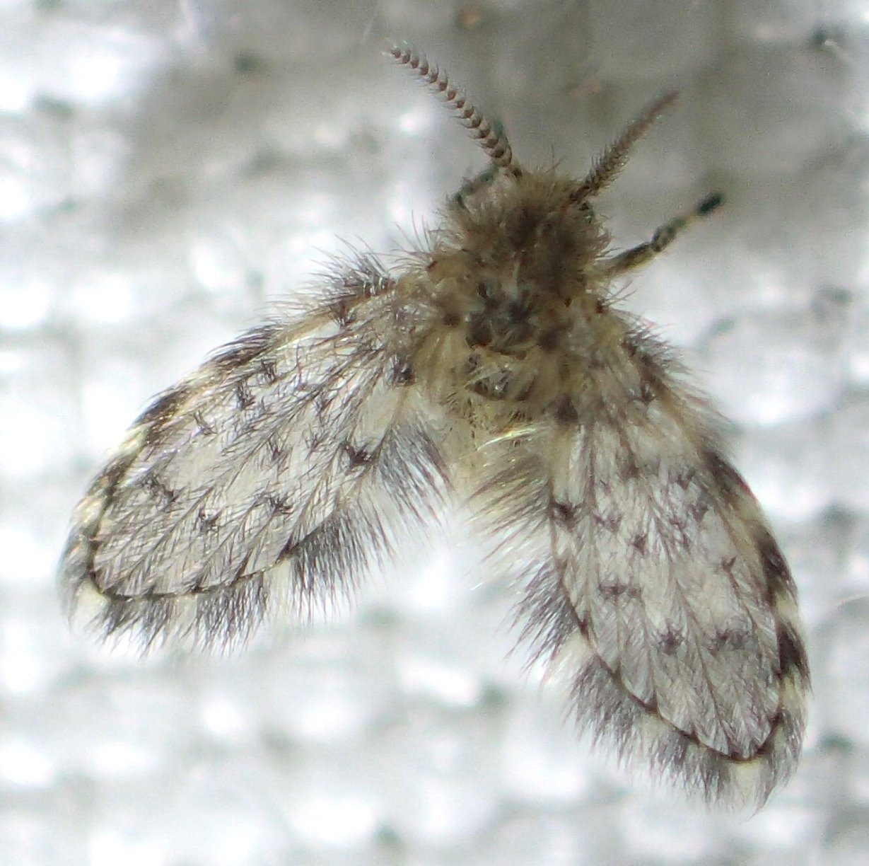 JC Bartolucci - Paramormia ustulata - réf. 343070 (1229 x 1224 pixels, 211 ko)