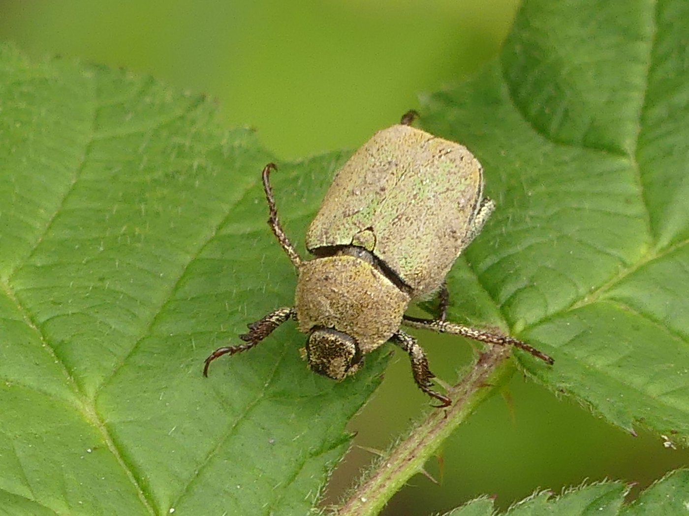 Sandor31 - Hoplia (Hoplia) argentea - réf. 343810 (1400 x 1050 pixels, 216 ko)