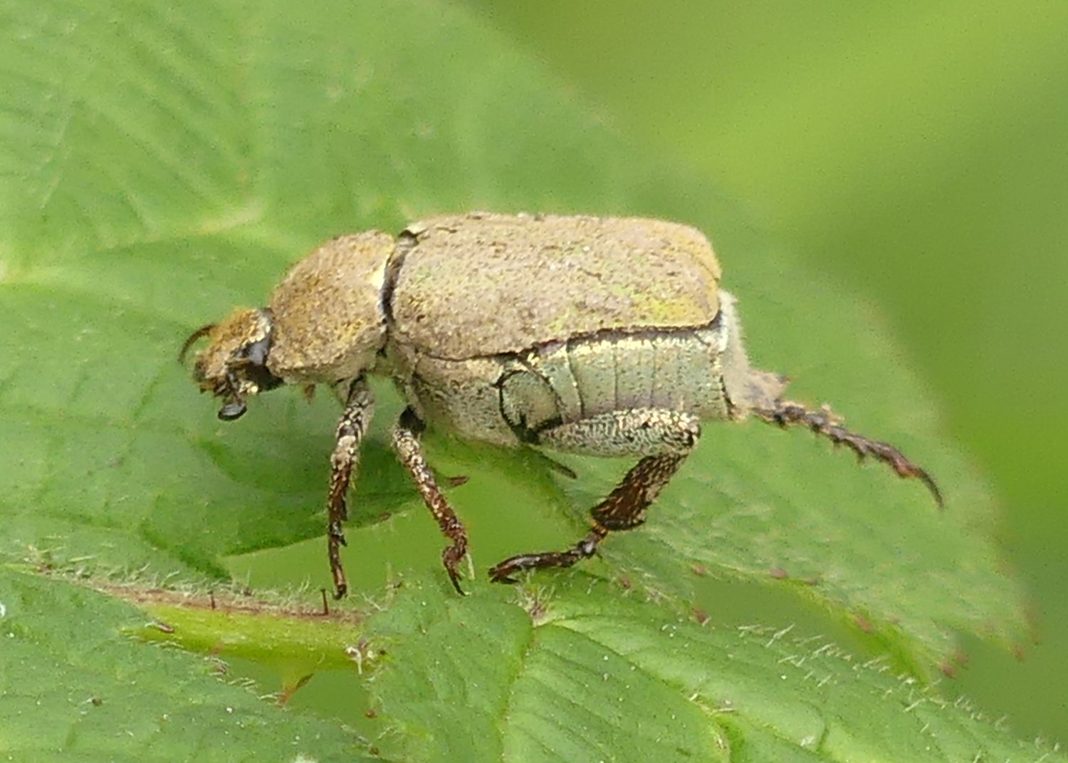 Sandor31 - Hoplia (Hoplia) argentea - réf. 343811 (1500 x 1071 pixels, 207 ko)