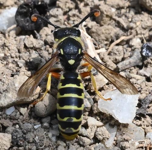 Réf. 344 138 : Ceramius tuberculifer