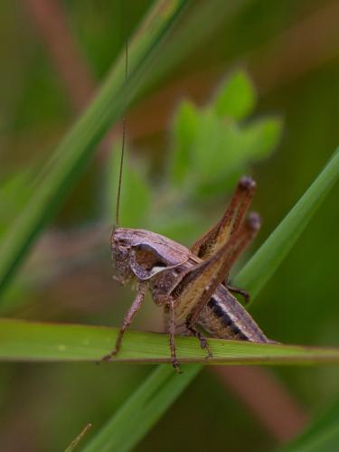 Réf. 344 826 : Platycleis sp.