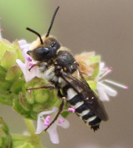 Réf. 344 693 : Coelioxys sp.