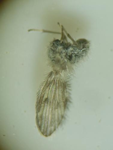 Pneumia sp.